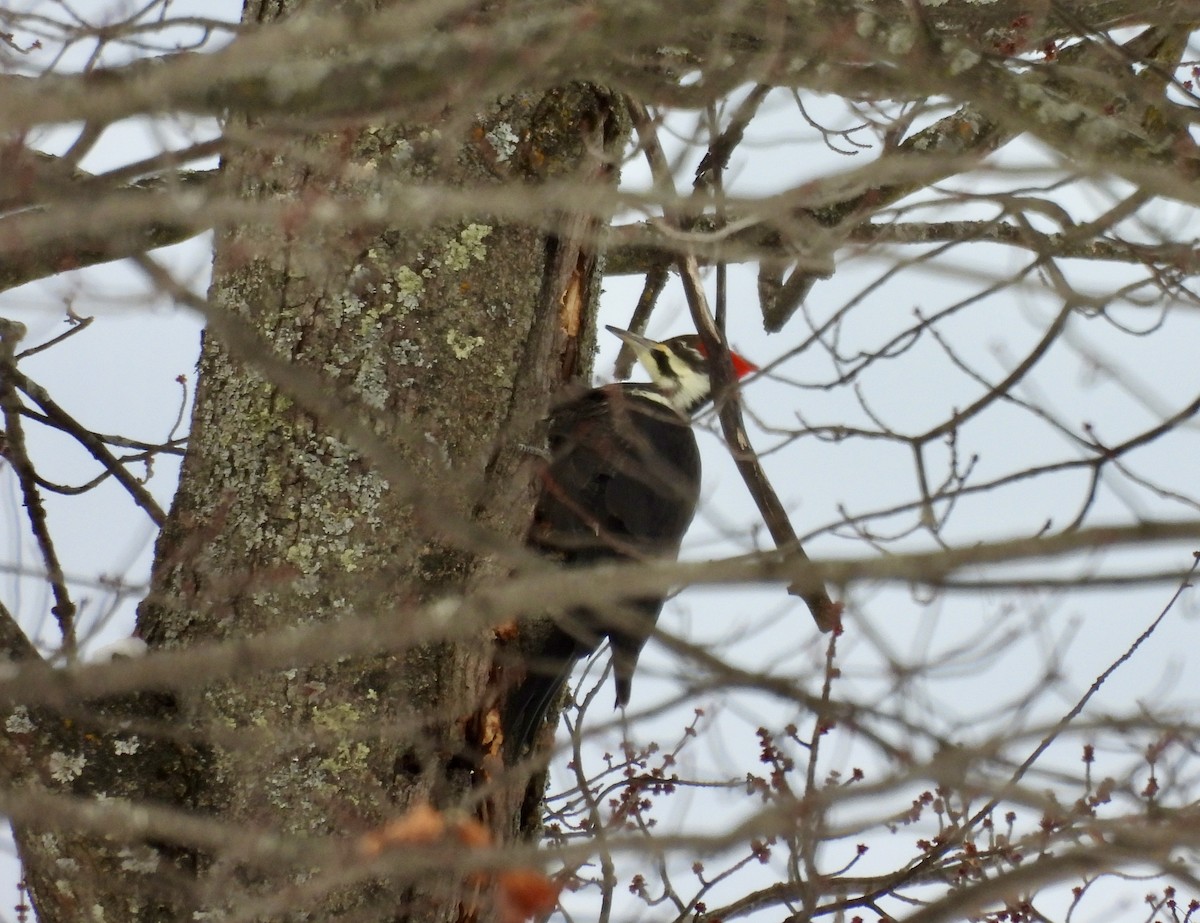 Pileated Woodpecker - ML647004239