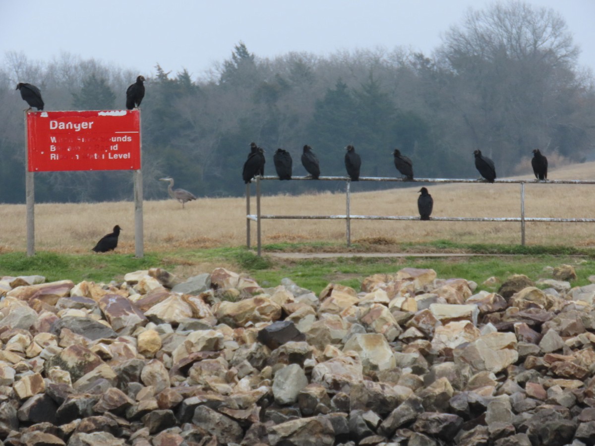 Чёрная катарта - ML647004242