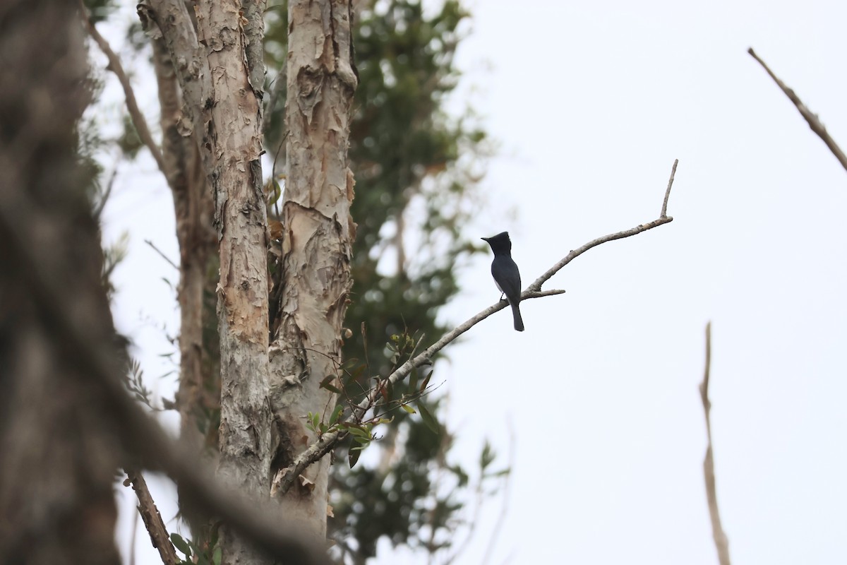 Leaden Flycatcher - ML647004244