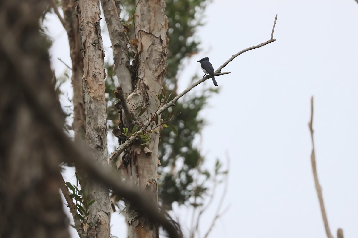 Leaden Flycatcher - ML647004254