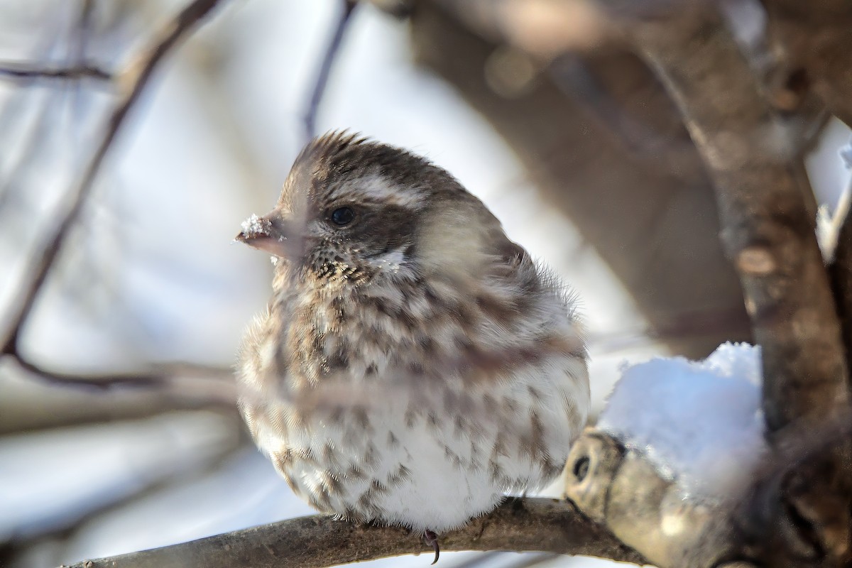 White-throated Sparrow - ML647004256