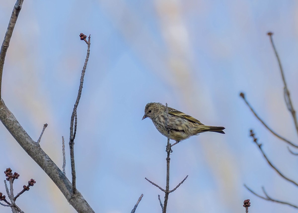 Jilguero de Los Pinos - ML647004260