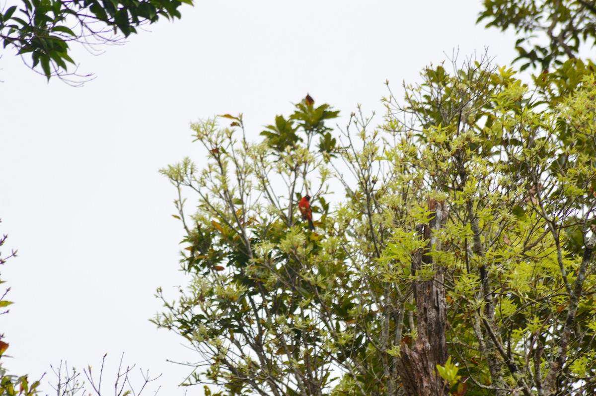 Ak Kanatlı Piranga - ML647004264