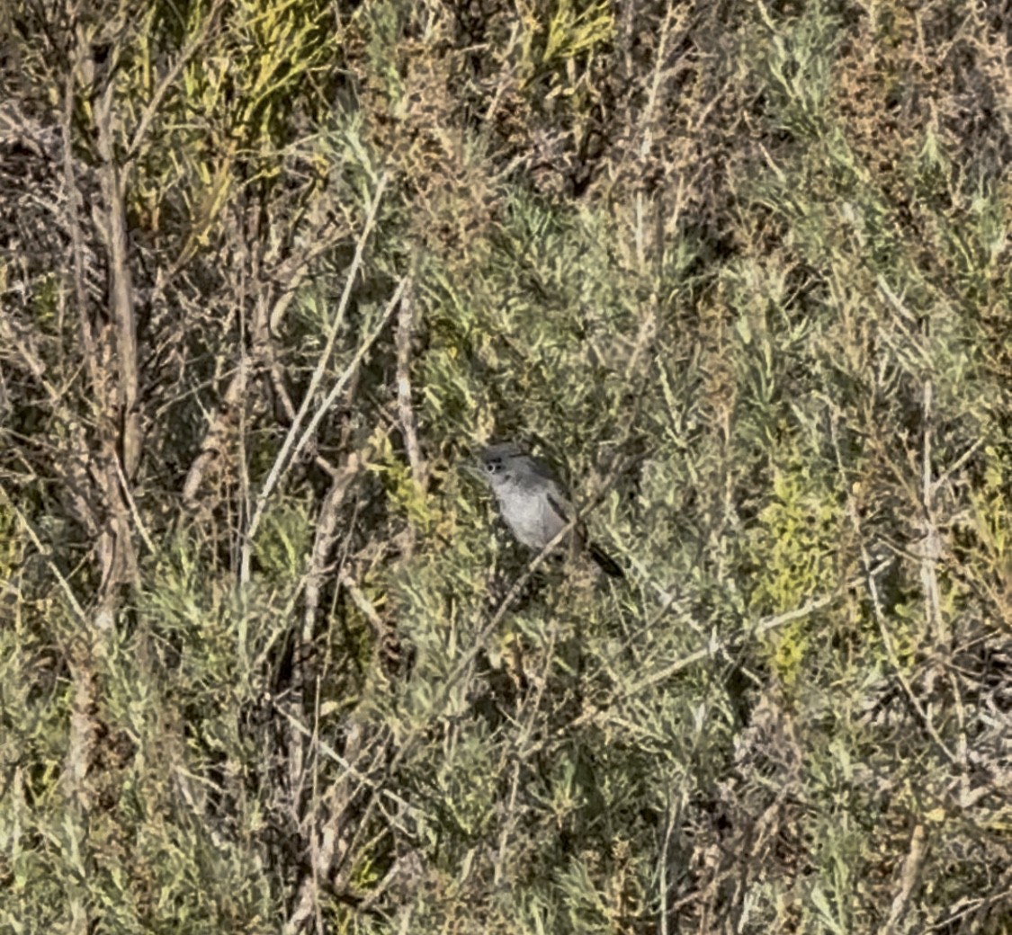 California Gnatcatcher - ML647004266