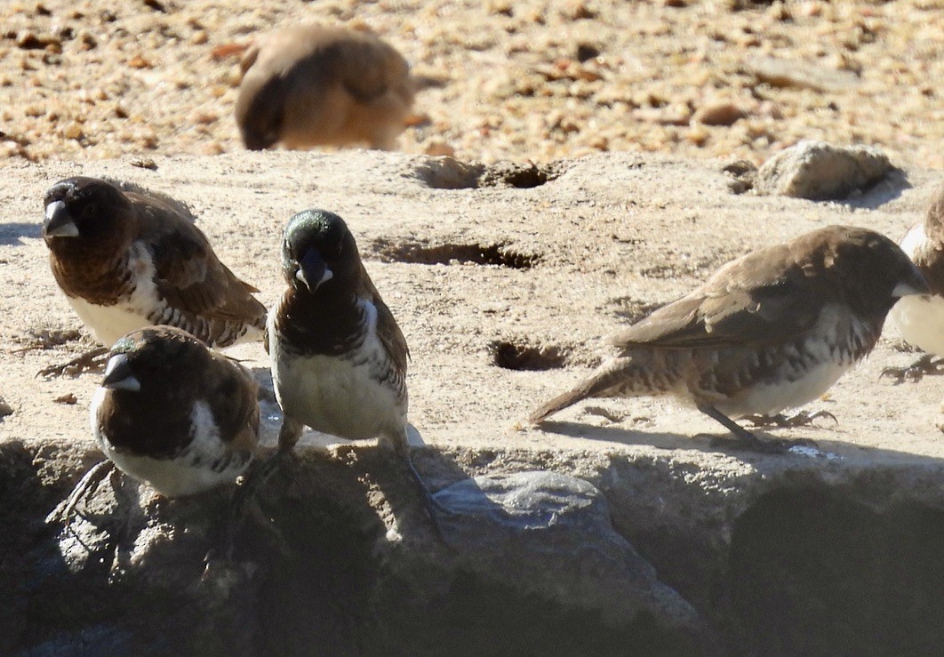 Bronze Mannikin - ML647004267