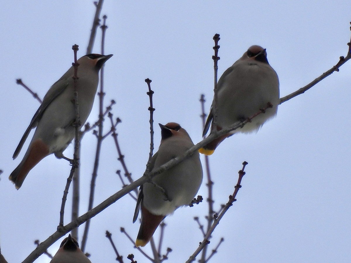 Bohemian Waxwing - ML647004270
