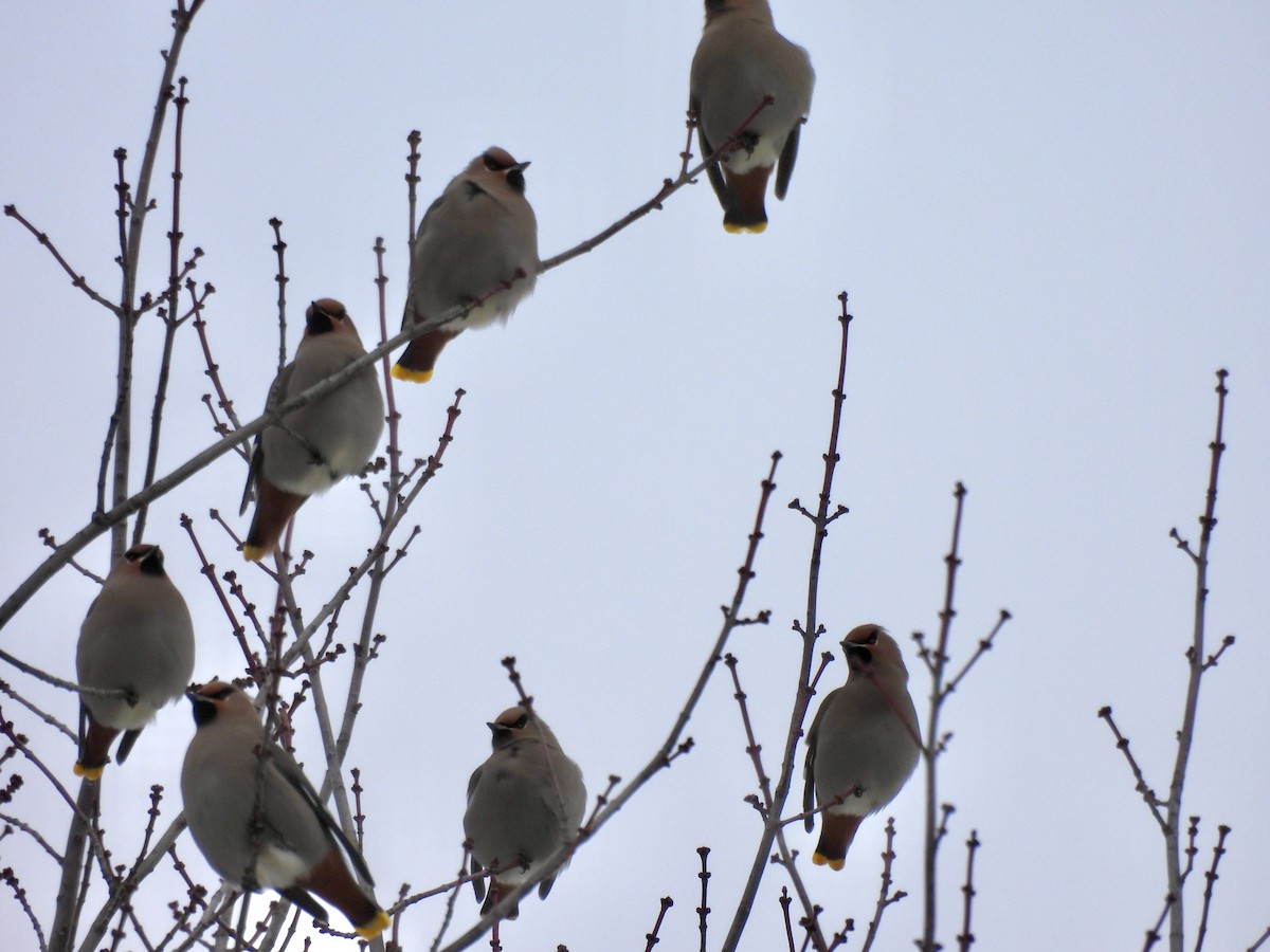 Bohemian Waxwing - ML647004271