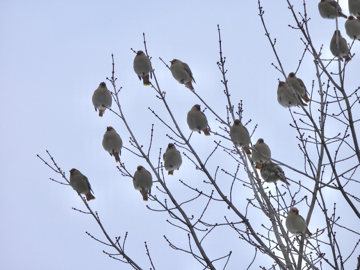 Bohemian Waxwing - ML647004272