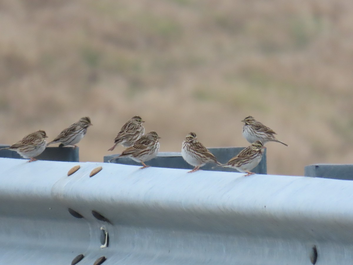 Savannah Sparrow - ML647004277