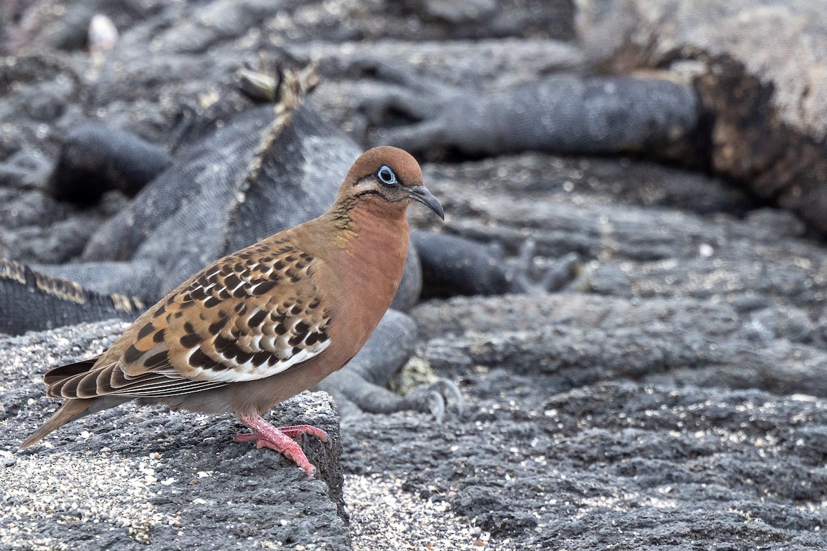 Galapagos Kumrusu - ML647004279