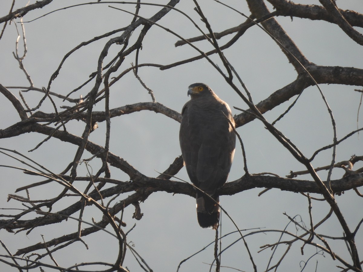 Crested Serpent-Eagle - ML647004280