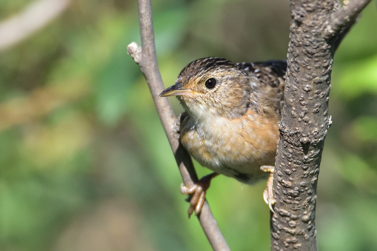 Тростниковый крапивник - ML647004281