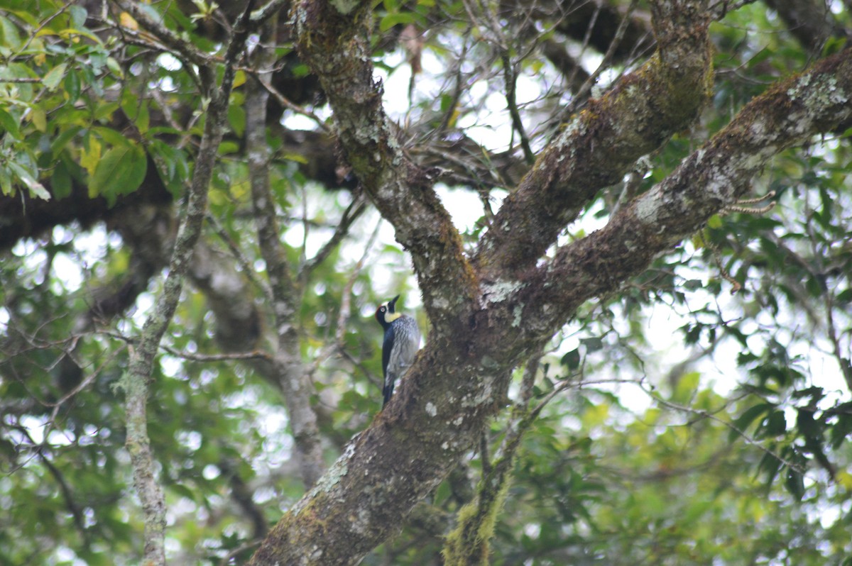 Acorn Woodpecker - ML647004284
