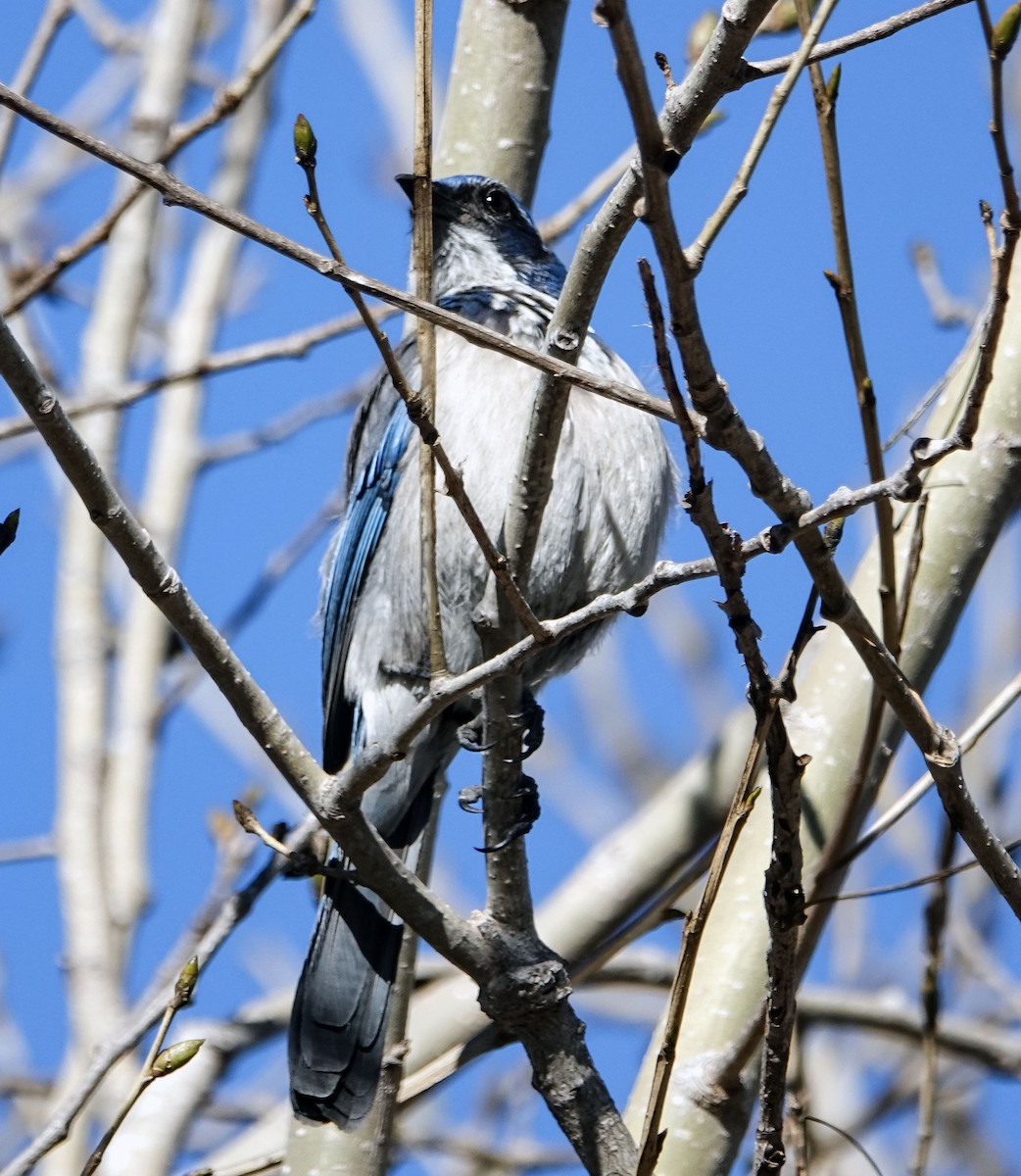 Geai buissonnier - ML647004288