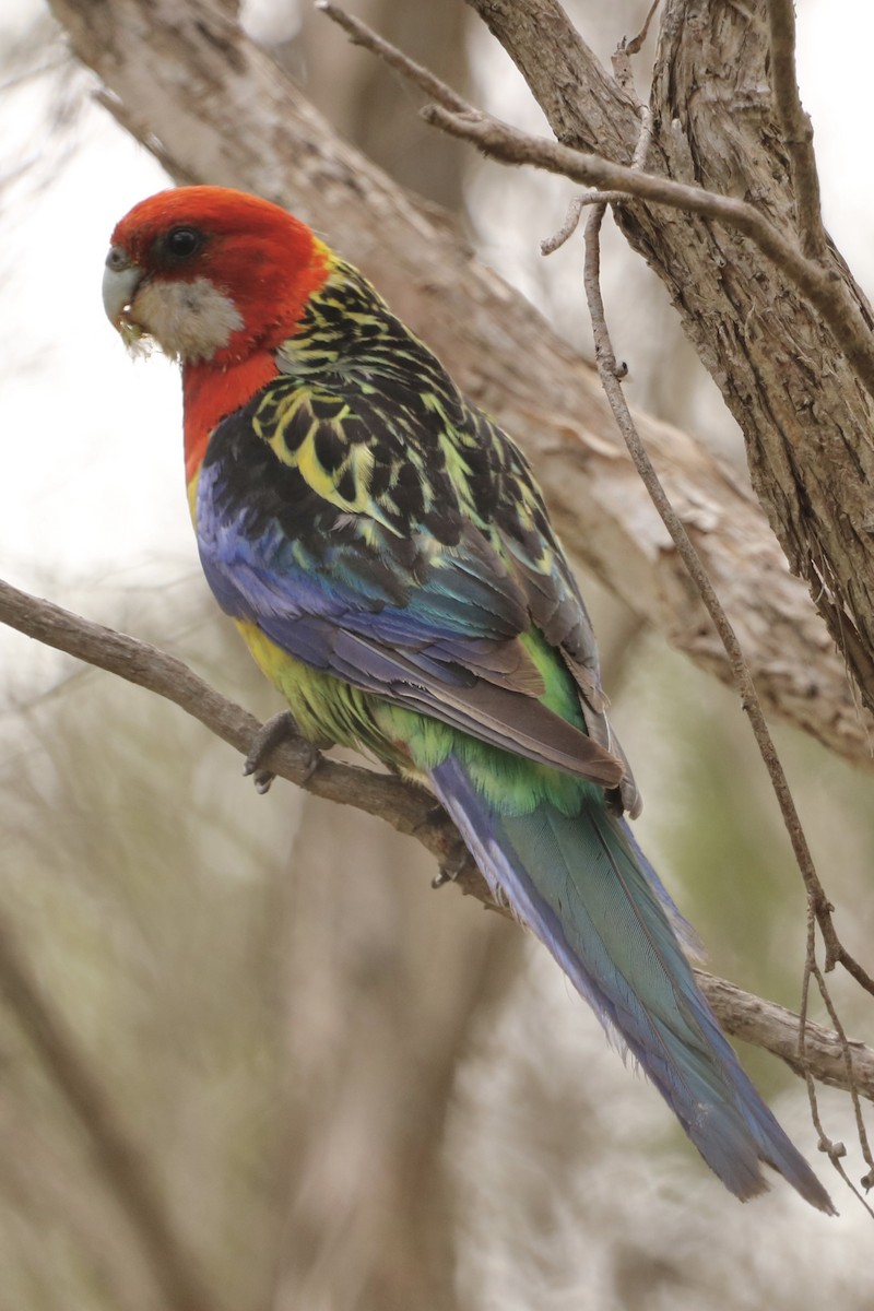 rosela pestrá - ML647004296