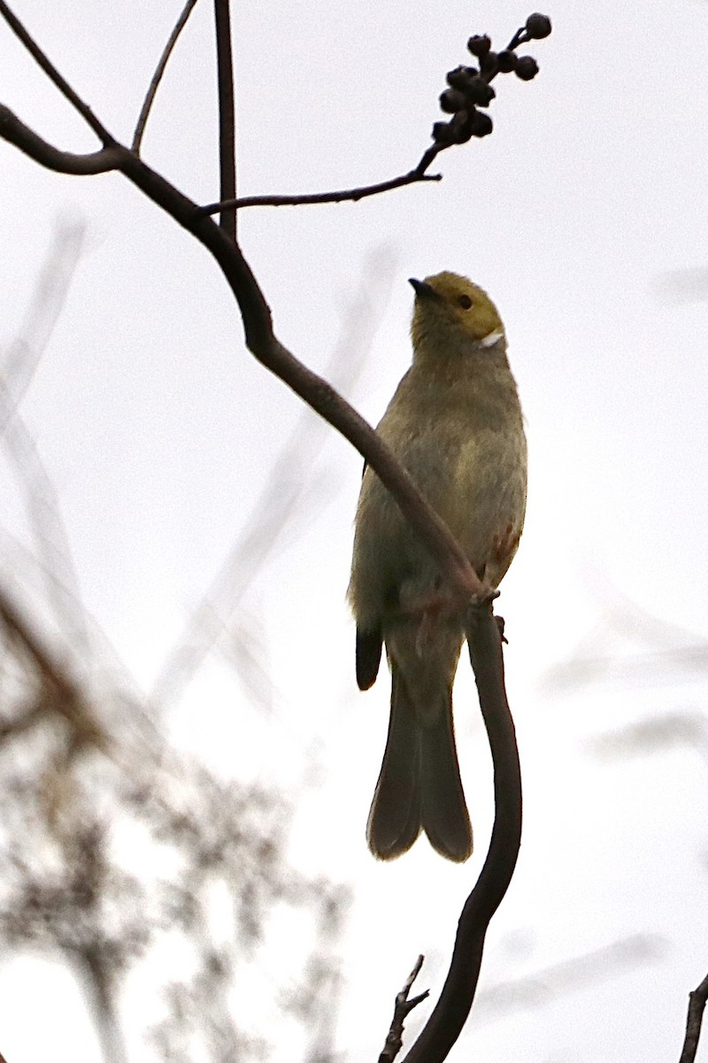 hvitsmykkehonningeter - ML647004299