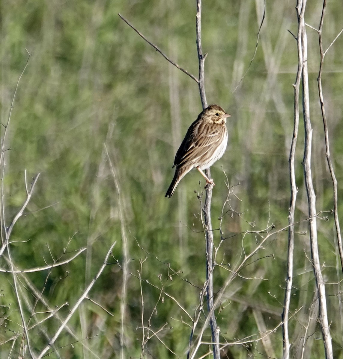 Savannah Sparrow - ML647004302