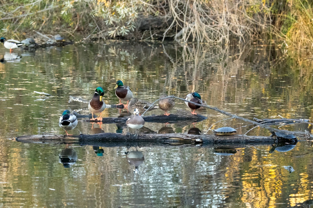 Кряква - ML647004320