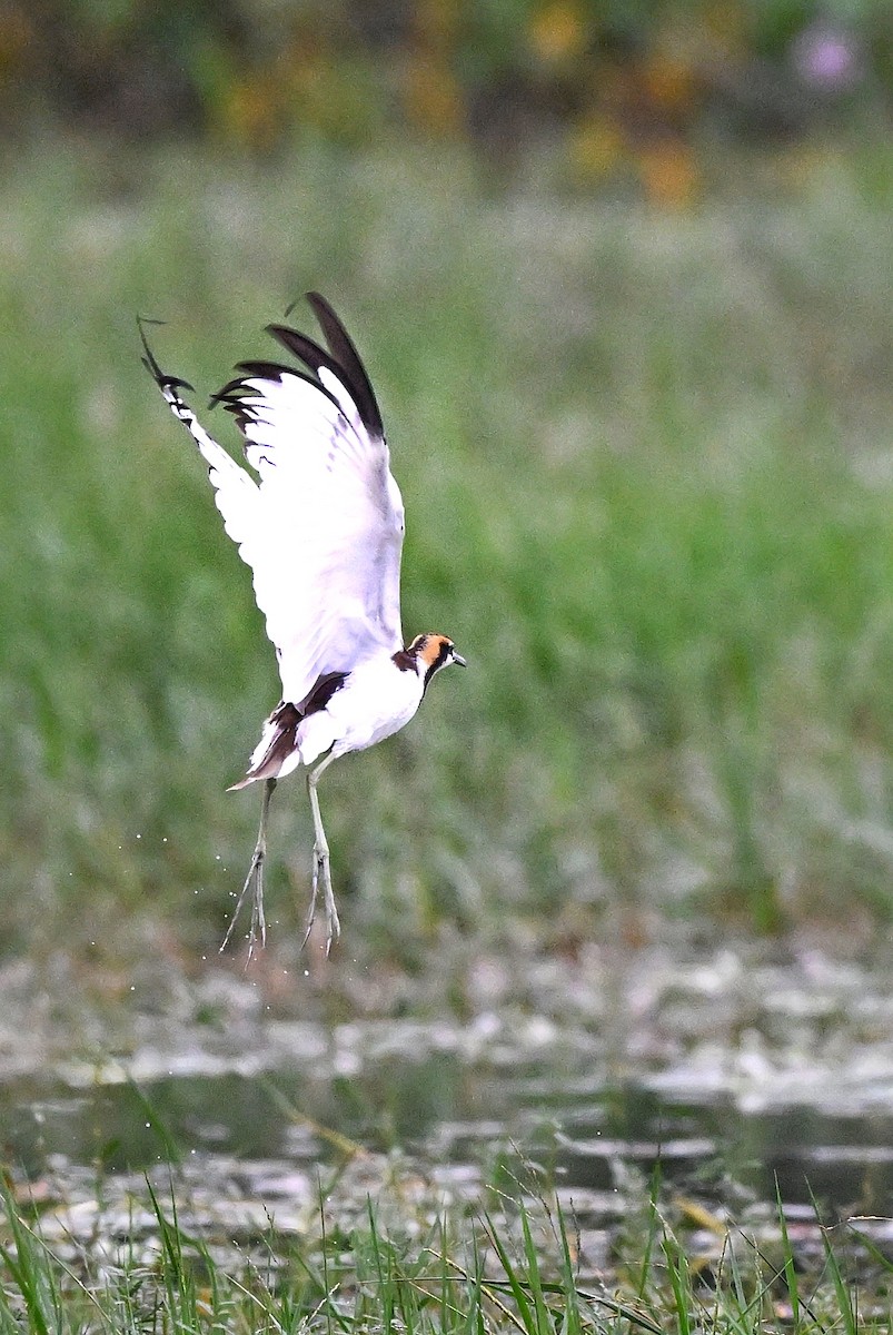 ז'קנה זנבתנית - ML647004323