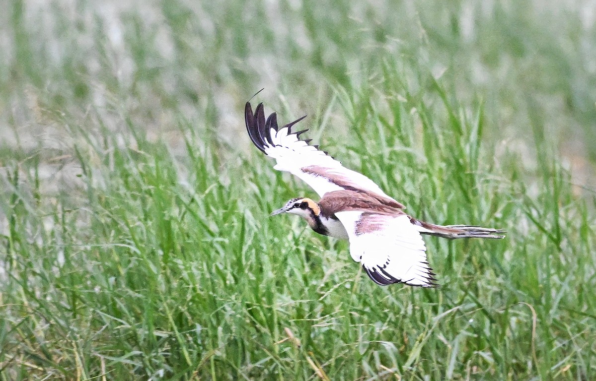 ז'קנה זנבתנית - ML647004324