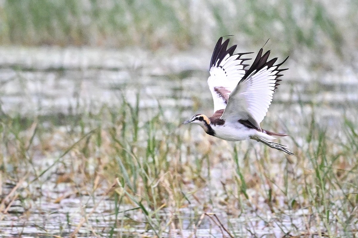 ז'קנה זנבתנית - ML647004325