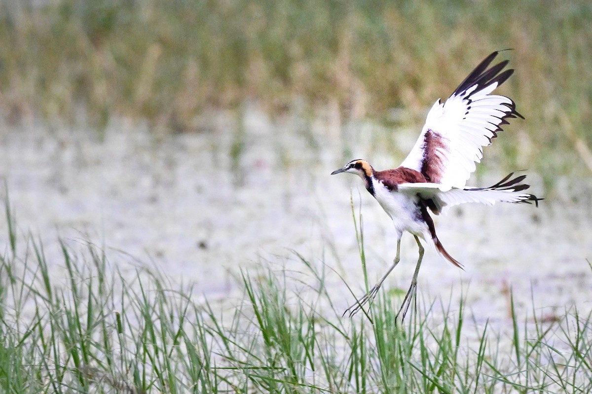 ז'קנה זנבתנית - ML647004326