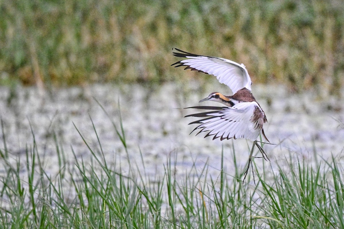 ז'קנה זנבתנית - ML647004328