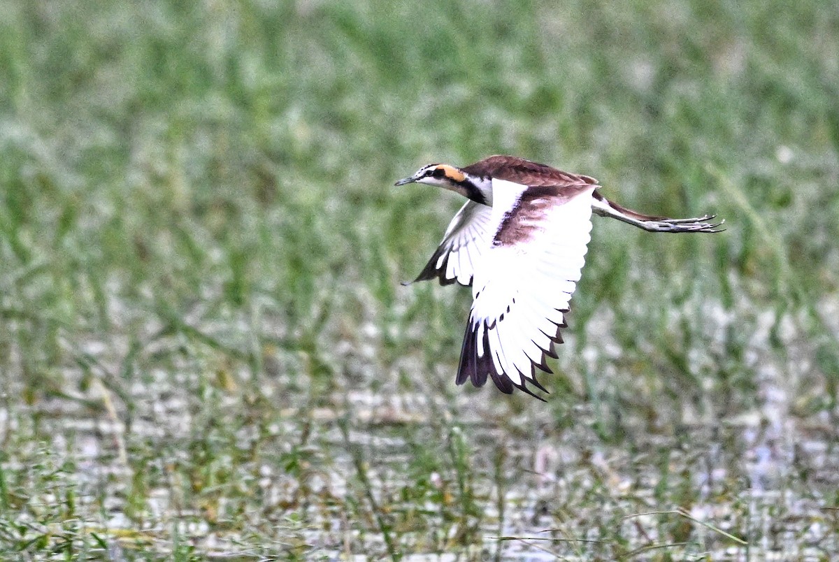 ז'קנה זנבתנית - ML647004329