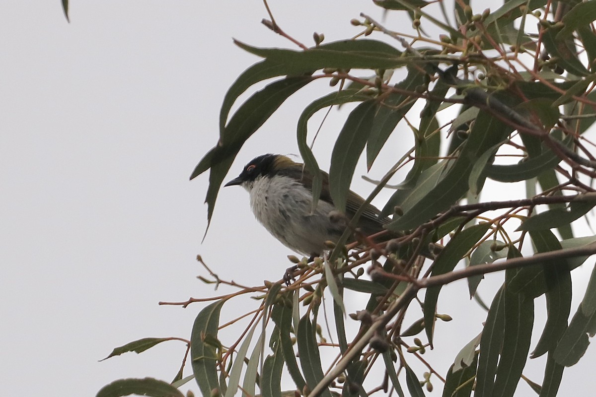 kystráček blahovičníkový - ML647004330