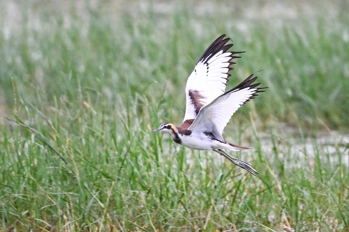 ז'קנה זנבתנית - ML647004331
