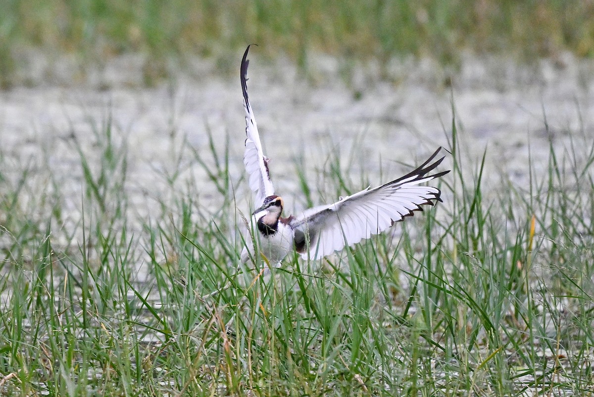ז'קנה זנבתנית - ML647004332