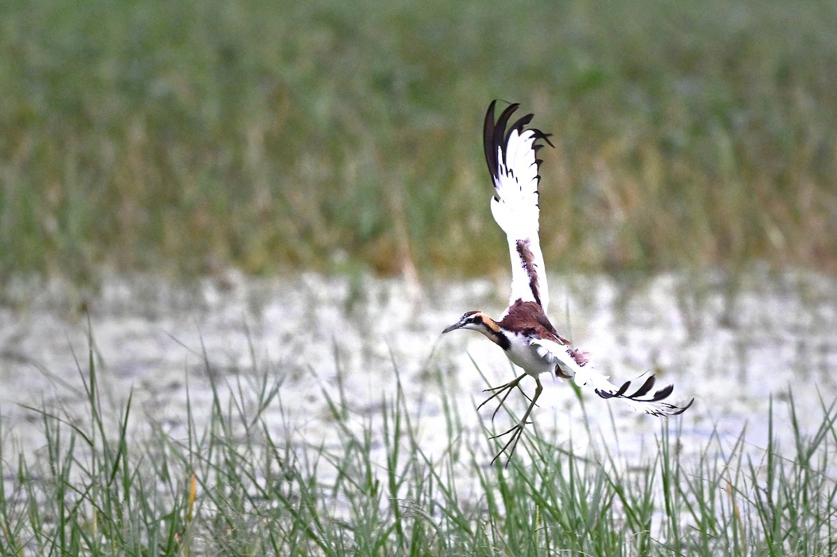 ז'קנה זנבתנית - ML647004333