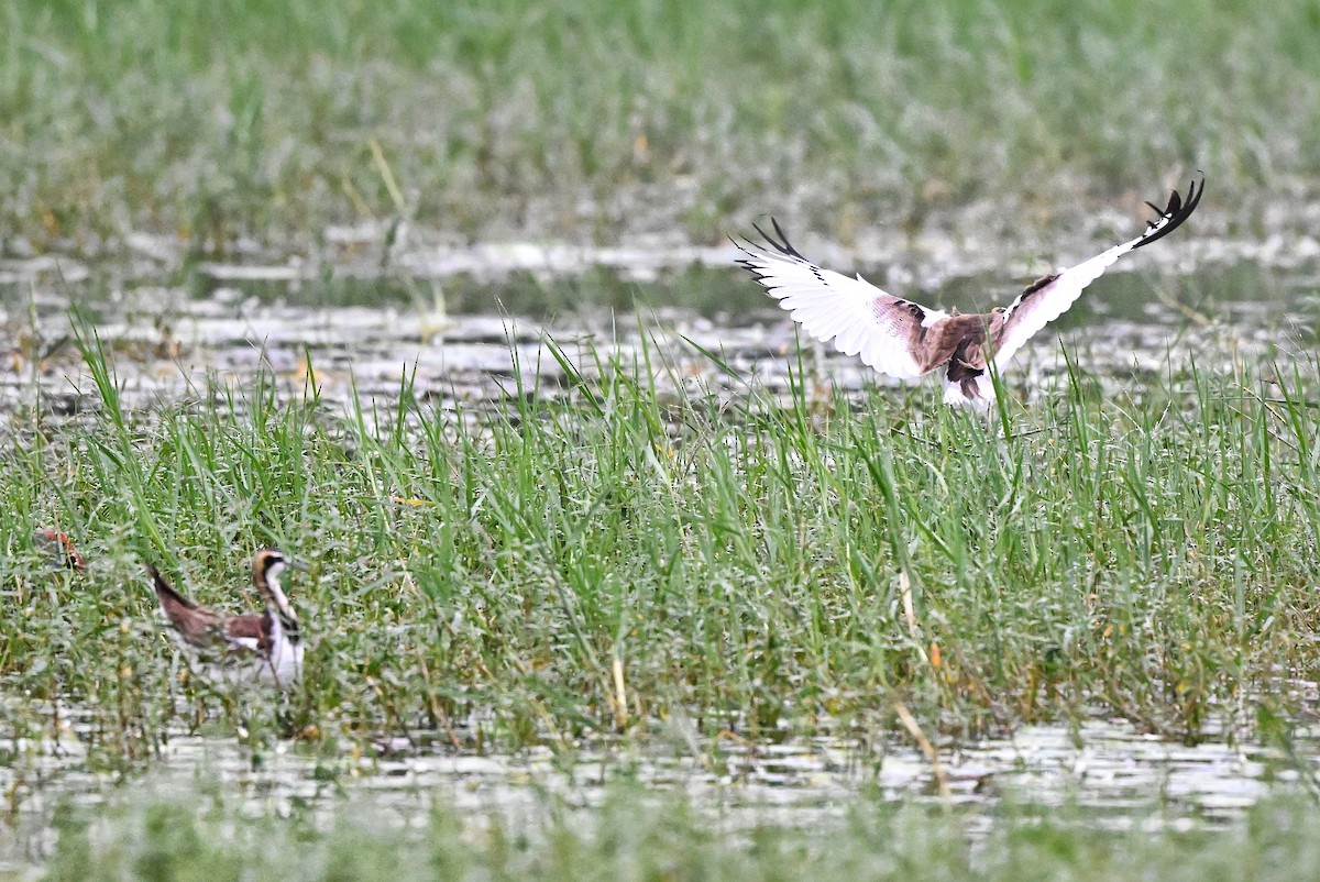 ז'קנה זנבתנית - ML647004334