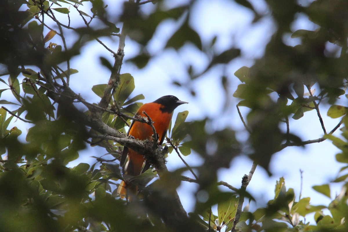 trupiál baltimorský - ML647004335