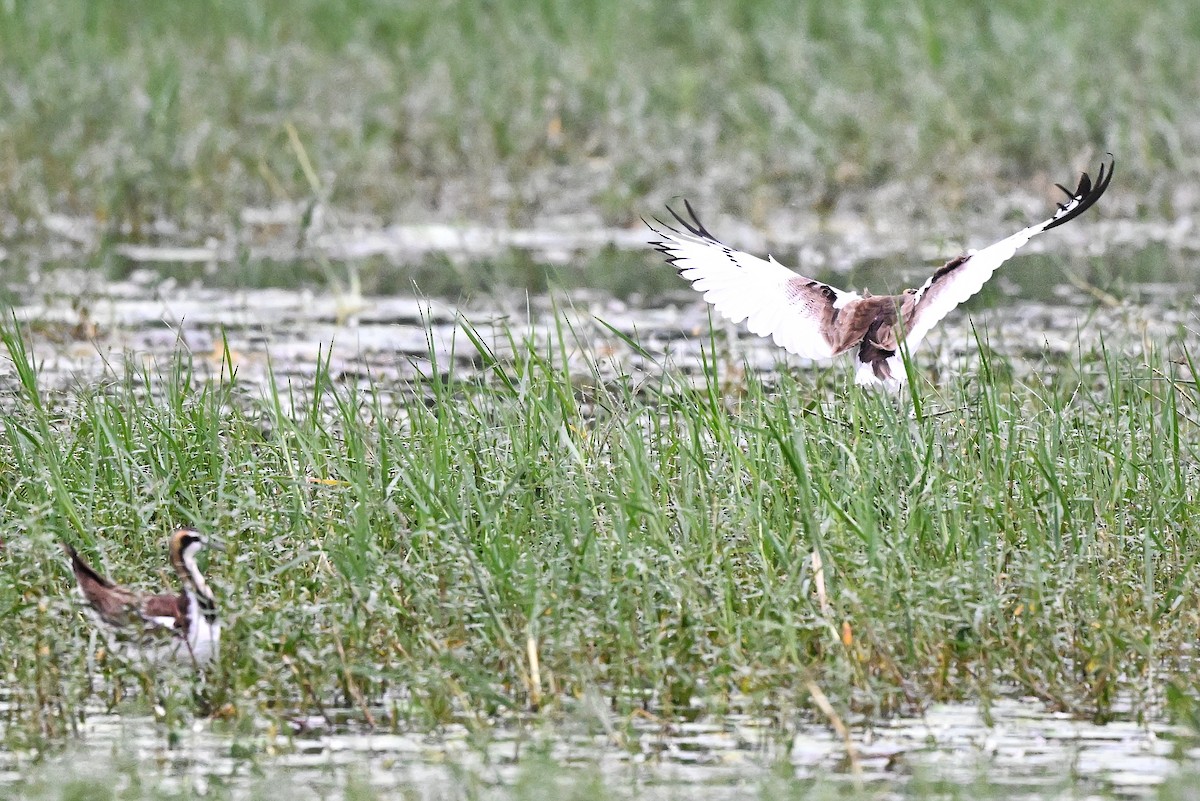 ז'קנה זנבתנית - ML647004336