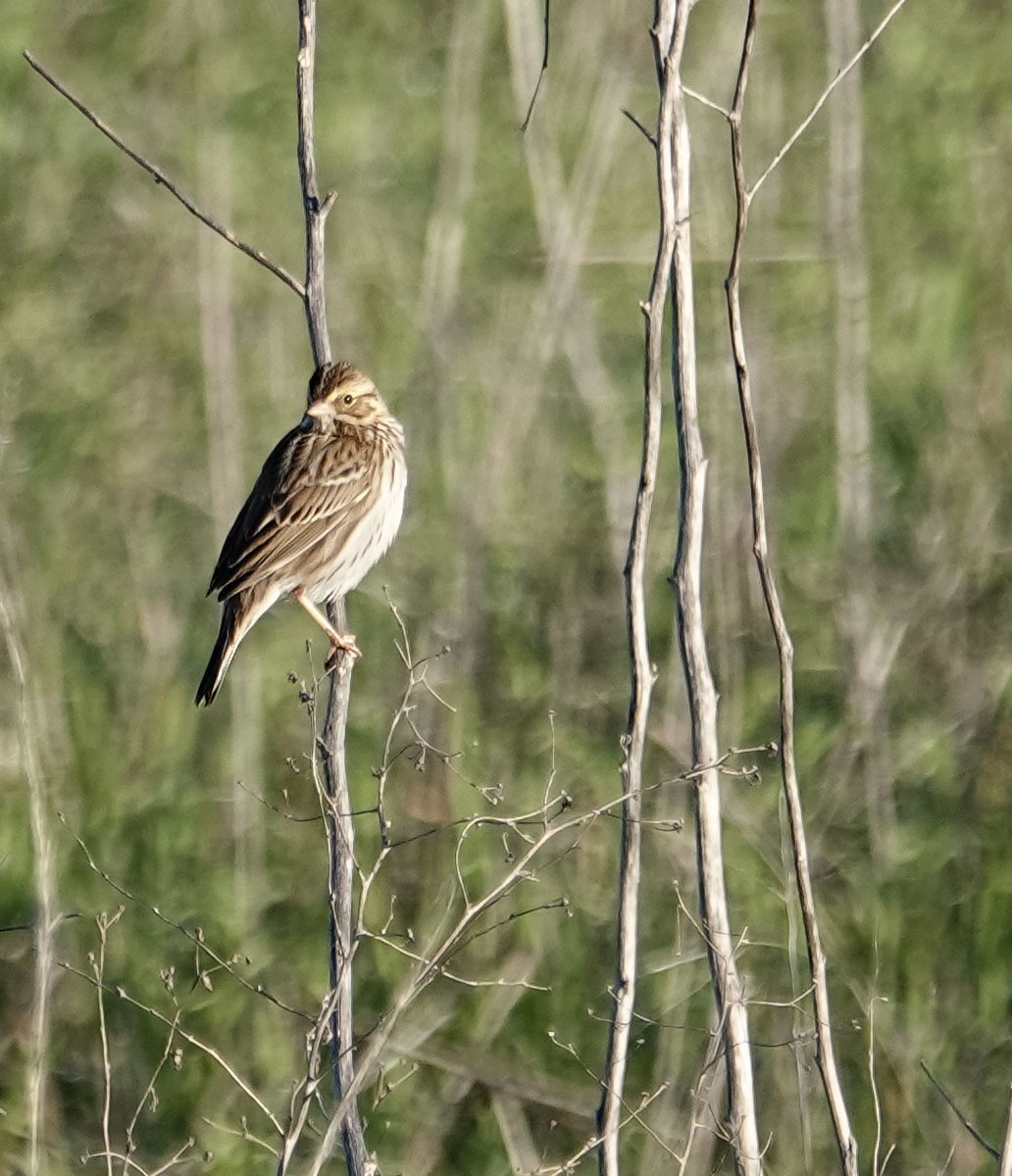 Savannah Sparrow - ML647004337