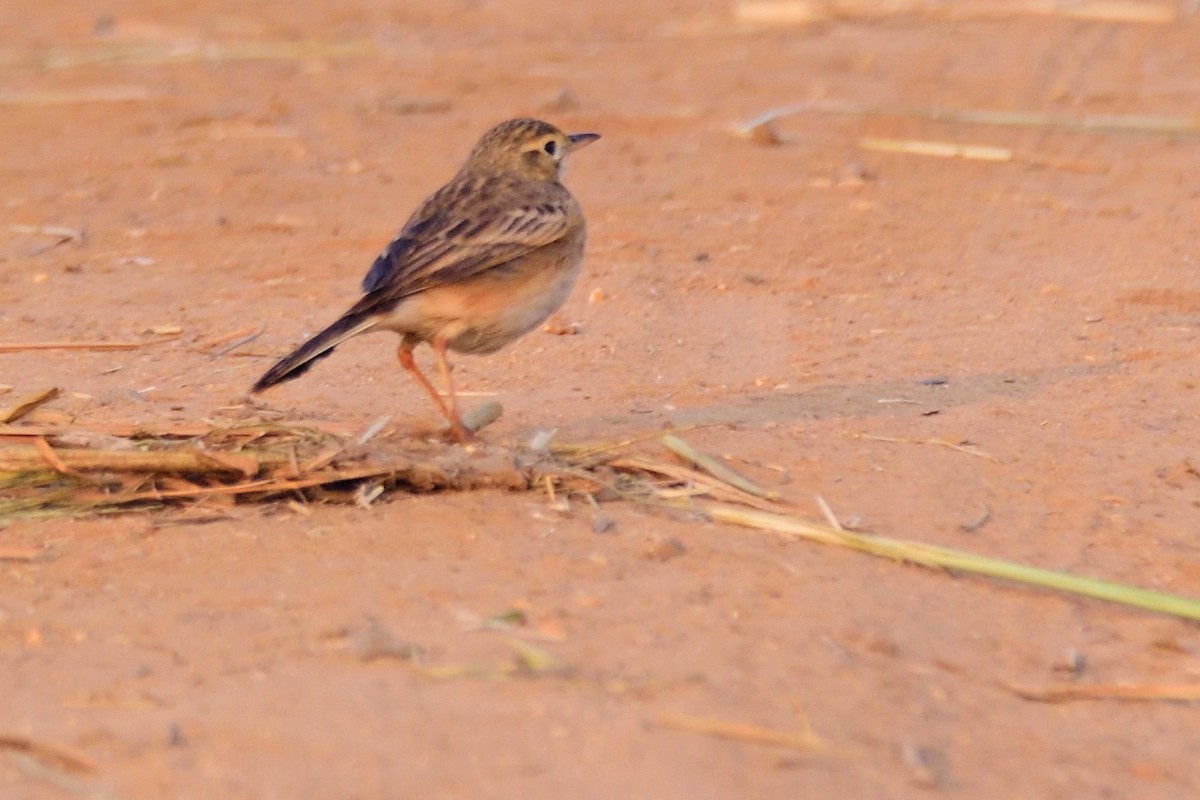 Blyth's Pipit - ML647004338
