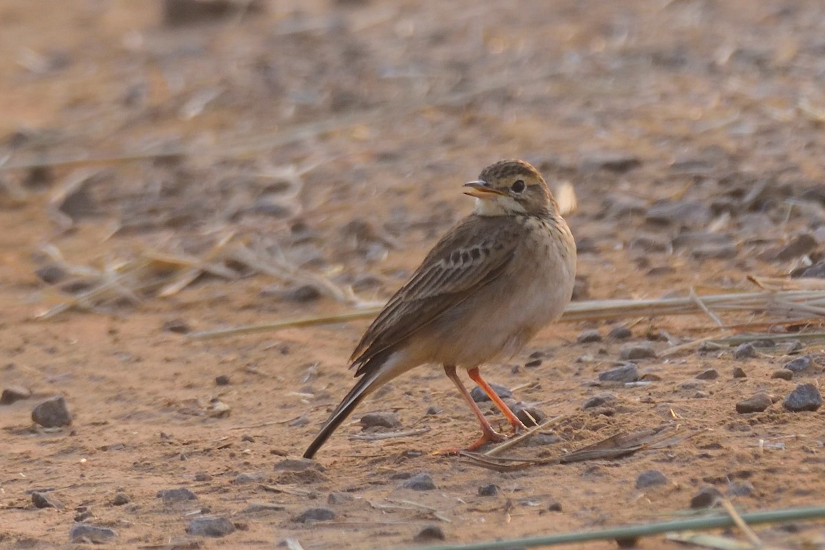 Blyth's Pipit - ML647004339