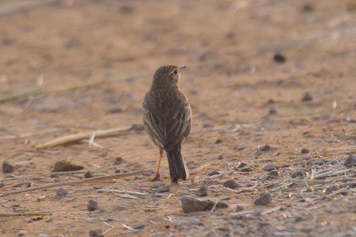Blyth's Pipit - ML647004340