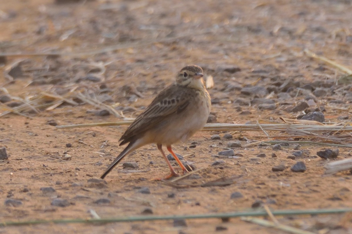 Blyth's Pipit - ML647004341