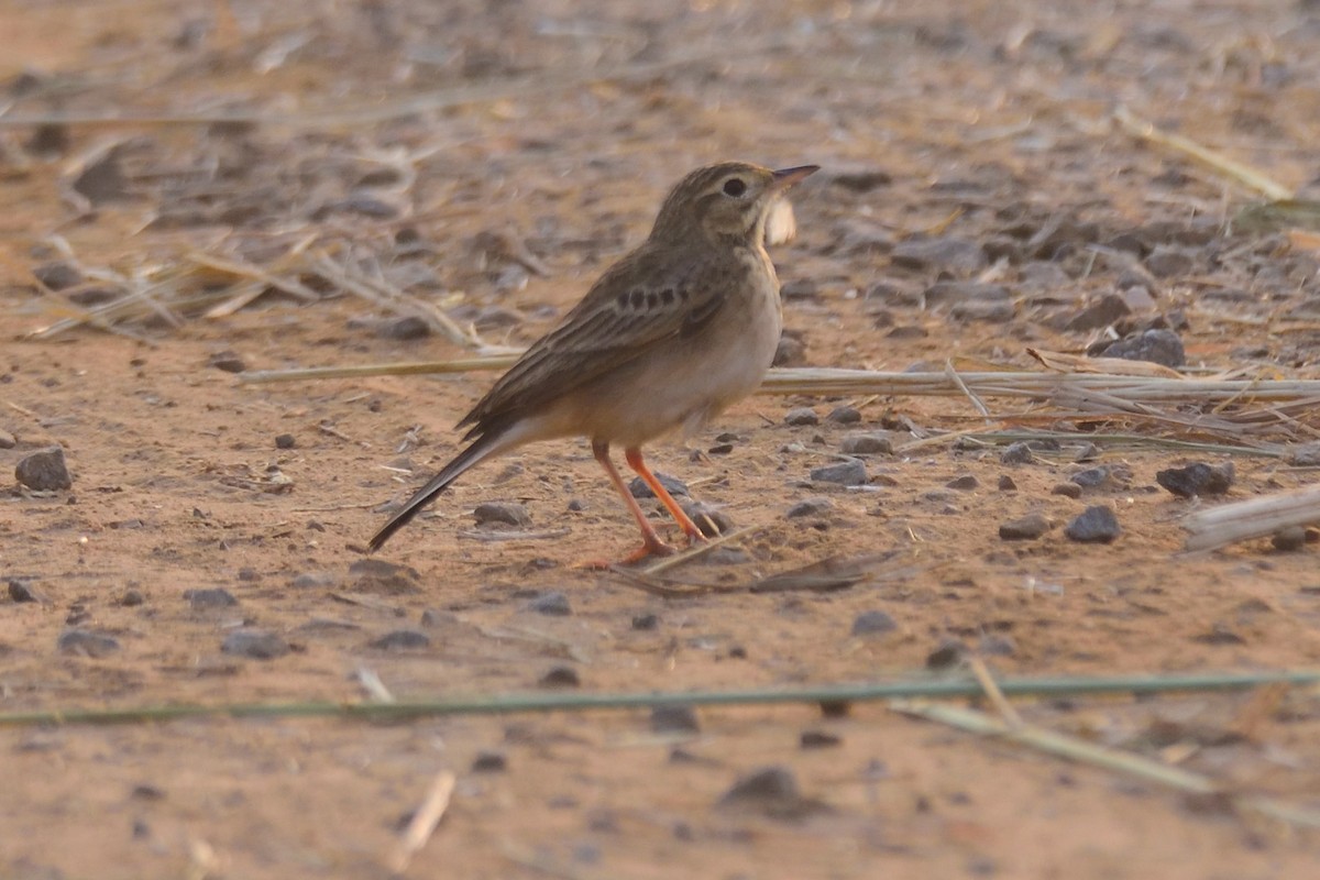 コマミジロタヒバリ - ML647004342