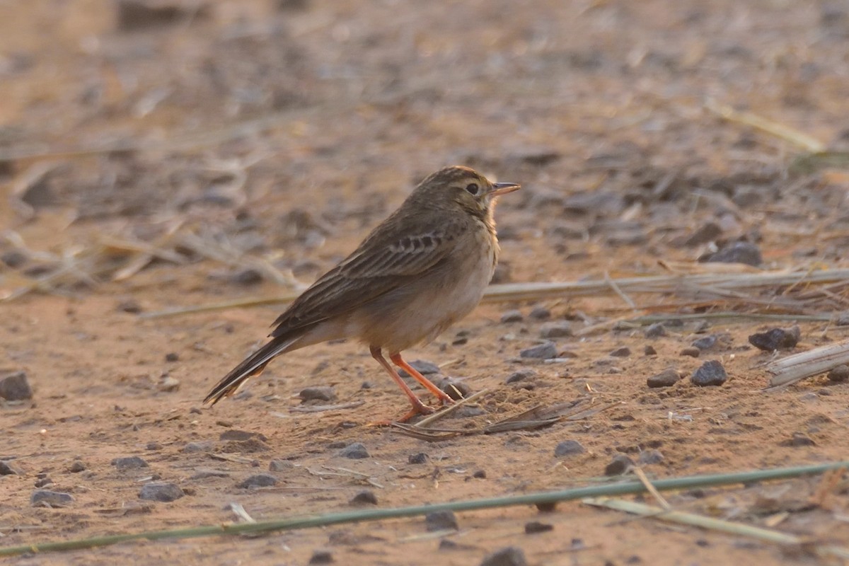 Blyth's Pipit - ML647004343