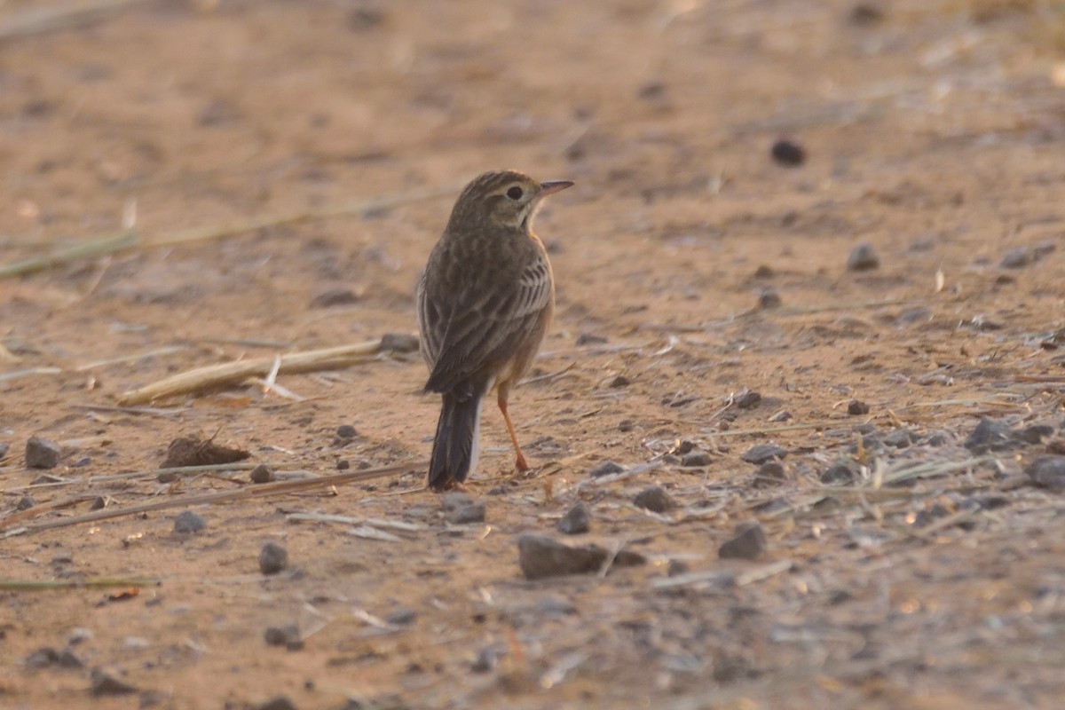 Blyth's Pipit - ML647004344