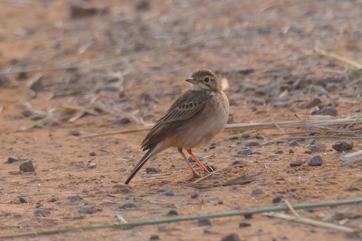 コマミジロタヒバリ - ML647004345