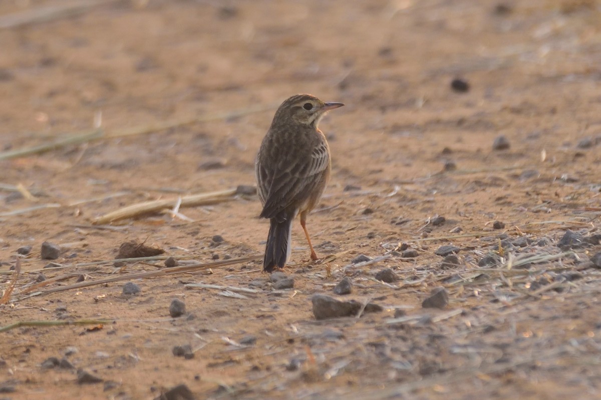 Blyth's Pipit - ML647004346