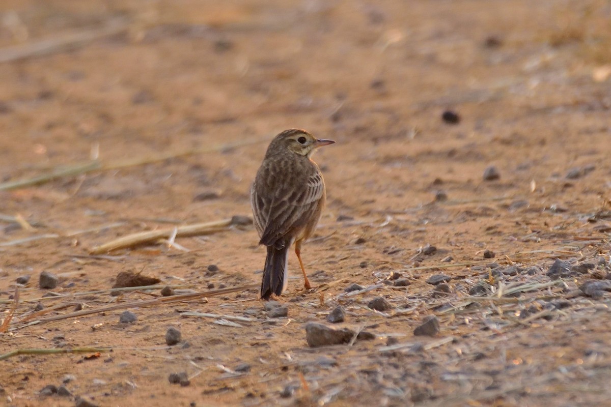 Blyth's Pipit - ML647004347