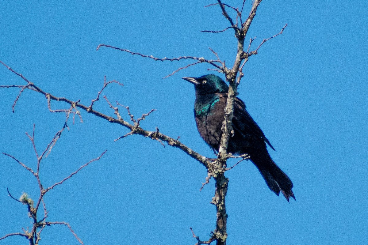 Quiscale bronzé (versicolor) - ML647004348