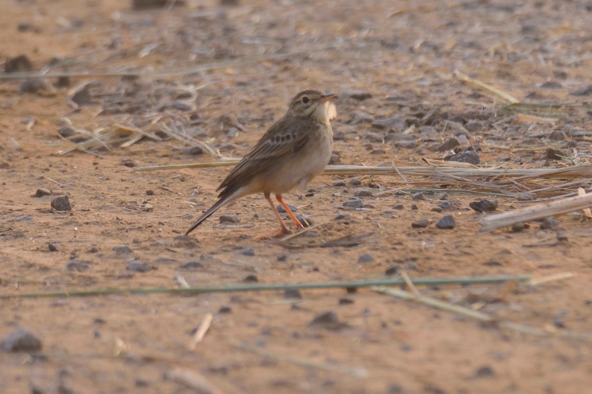 Blyth's Pipit - ML647004349