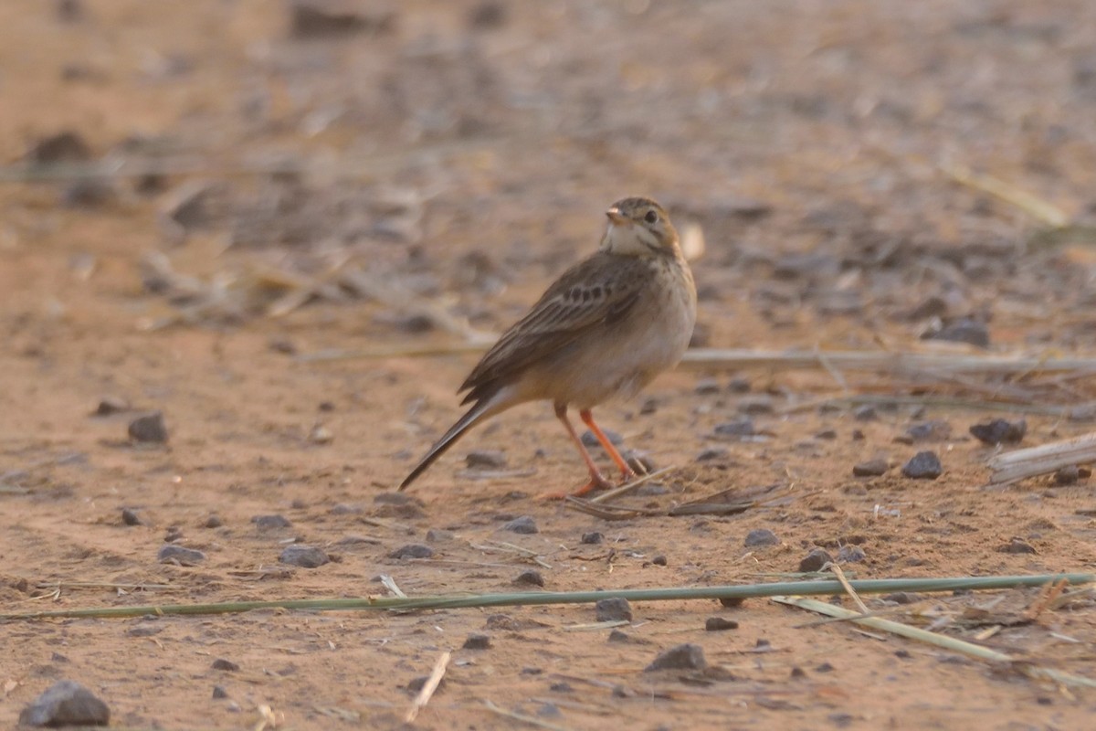 コマミジロタヒバリ - ML647004350