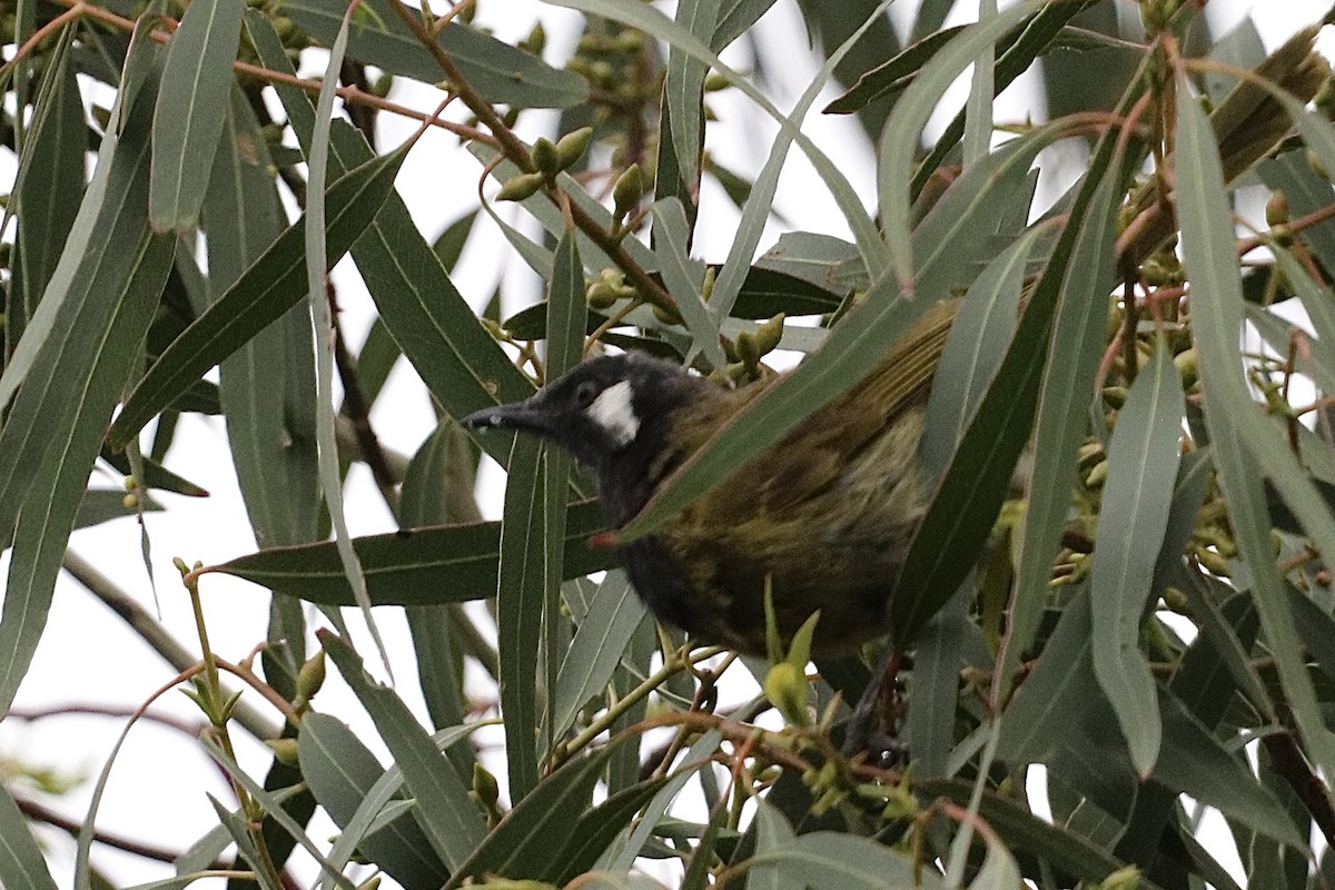 ミミジロミツスイ - ML647004353